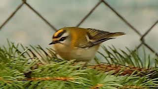 Zniczek zwyczajny powrócił /  Common firecrest is back / Regulus ignicapilla