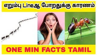 எறும்பு நேராக போறதுக்கு காரணம்😲 _amazingfacts_One Min Facts Tamil