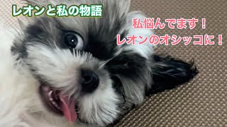 レオン[漢]のオシッコに悩んでるんです♪#レオン#シーズー犬#わんこ