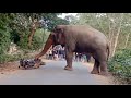 hojai theplaguri tumpreng road the elephant broke the bike