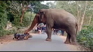 Hojai Theplaguri Tumpreng road The elephant broke The bike