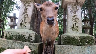 奈良公園と鹿さん　紙を食べる鹿さんを救えませんでした。。