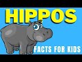 All About Hippos For Kids | Facts About Hippos | Hippopotamus