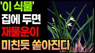 부자집이 왜 이 식물을 키우는지 말씀드립니다 #대운 #대운상승 #풍수 #생활풍수 #부자  #재물운 #징조 #식물 #식물 풍수