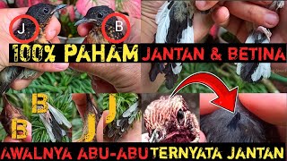 TROTOL JANTAN KEPALA BETINA‼️TROTOL JANTAN BULU ABU-ABU‼️BEGINI CARA MELIHATNYA SAMPAI FIX 100% J‼️