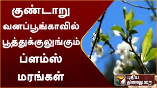 குண்டாறு வனப்பூங்காவில் பூத்துக்குலுங்கும் ப்ளம்ஸ் மரங்கள் | Dindigul | Flowers | PTT