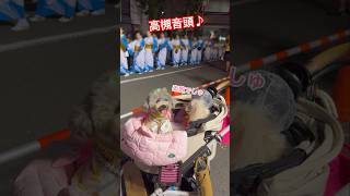 お祭りで夜店や盆踊りに大興奮の犬【高槻まつり 日本の夏】 #shorts #トイプードル #dog