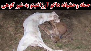 حمله وحشیانه داگو آرژانتینو به شیر کوهی