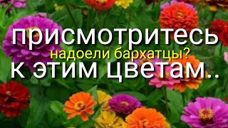 Что можно посадить вместо надоедливых бархатцев?