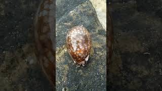 Cowrie shell rare variety #shorts