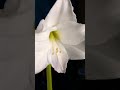 Wow beautiful Amaryllis @buhayayganyan #trending #viralvideo #viral #short #amaryllis #flowers