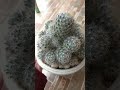 #mammillaria #cactus #suculentas #kaktus