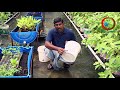 grow your own food ii container gardening ideas కంటెయినర్ గార్డెనింగ్ చేయడం ఎలా