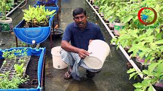 Grow Your Own Food II Container Gardening Ideas || కంటెయినర్ గార్డెనింగ్ చేయడం ఎలా?