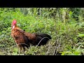 PIKAT AYAM HUTAN AMPUH !! DAPAT AYAM HUTAN MERAH