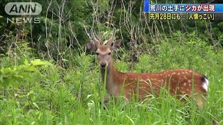 荒川土手をシカ疾走　28日も・・・目撃者「人懐っこい」(20/06/02)