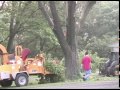 professional tree cutting and cleanup stoltzfus tree service