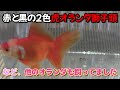 金魚紹介～オランダ獅子頭編～