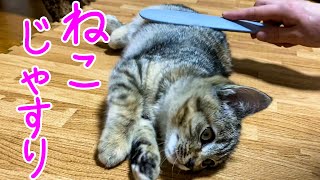 【保護猫】ねこじゃすりで子猫達をじゃすりたかった