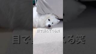 撫でるのを止めると全力で拗ねる大型犬がこちら【サモエド】