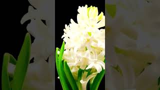 Blooming Yellow Hyacinth Timelapse