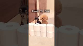 toilet paper challenge トイレットペーパーチャレンジ🧻どちらが勝つかな？#dog