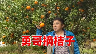 勇哥采摘别人桔子，品种多样果肉饱满，还一边吃一边打包【乡野勇哥】