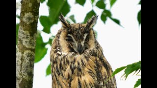 長耳鴞  Long-eared Owl