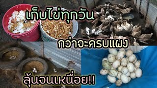 มือใหม่หัดเลี้ยงเป็ดep.56 เลี้ยงเป็ดไข่ ลุ้นเก็บไข่เป็ดให้ครบแผง กว่าจะได้ไข่เป็ดลุ้นจนเหนื่อย!! 😆😆