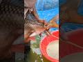 How to clean fish eggs🥰🐬 #trending #viral #shorts #india #video