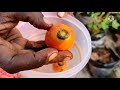 കാരറ്റ് കൃഷി a z carrot farming on terrace in container or pot malayalam