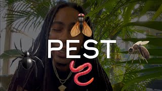 PEST CONTROL for indoor gardens! | ZTY PALM CARE