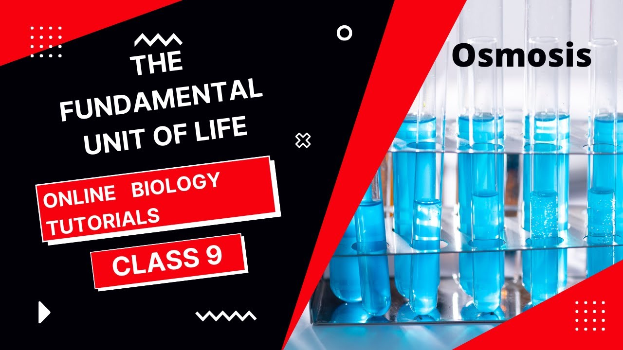 Fundamental Unit Of Life Class 9 I Osmosis - YouTube