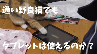 半野良猫にもタブレットは使えるのか実験してみた。