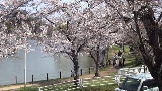 2020年 東金市・八鶴湖の桜