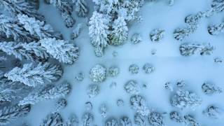 .. ingenting er så stille som granskog med snø