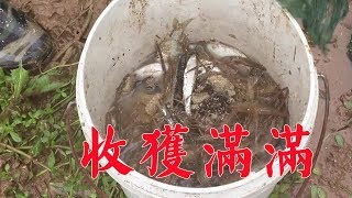 小伙往水里扔了16個魚籠，第二天來收直接爆滿，開心開心【石頭記事】