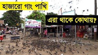 অবিশ্বাস্য ঘটনা বিরল প্রজাতির পাখি একসাথে দেখলাম ঝিনাইদহ গাড়াগঞ্জ বাজার । পাখি প্রেমিক । পাখির রাজ্য