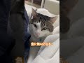 絶対あやまらないレオ君🤣　 cat 猫