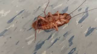 palmetto bug (roach) the size of my toe 😭😭😭