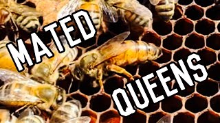CALIFORNIA and FLORIDA Queens in the Splits | Pollination Bees