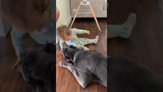 Cane Corso With kids