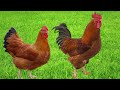 New Hampshire Chickens | Versatile Dual Purpose