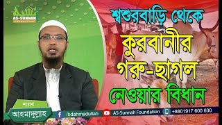 শ্বশুরবাড়ি থেকে কুরবানীর গরু-ছাগল নেওয়ার বিধান