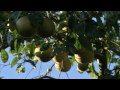 grapefruit growing