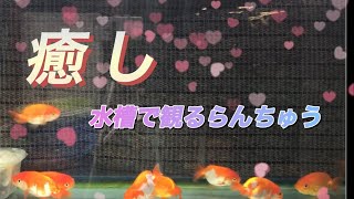 水槽で観るらんちゅう　青水水槽を新水に！