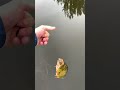 Easiest Way To Catch a Peacock Bass