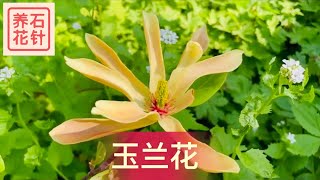 不多见的黄花玉兰 - 还有清香 - yellow magnolia