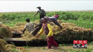 শ্রমিক সঙ্কটে ধান কাটতে পারছেন না নাটোরের চাষিরা | Natore News | Somoy TV