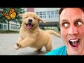 World's CUTEST Golden Retrievers 🥹 my Reaction